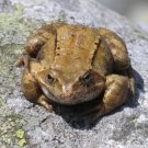 Tomáš Cichý